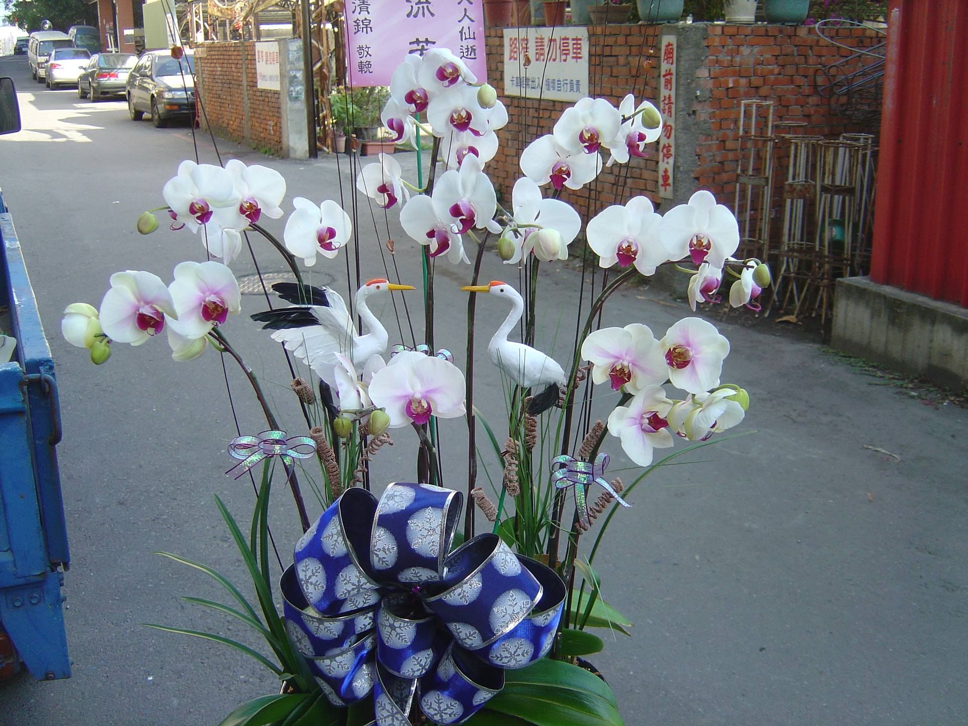 弔唁組合造景蘭花