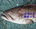 深海野生大石斑魚(鮢過魚)