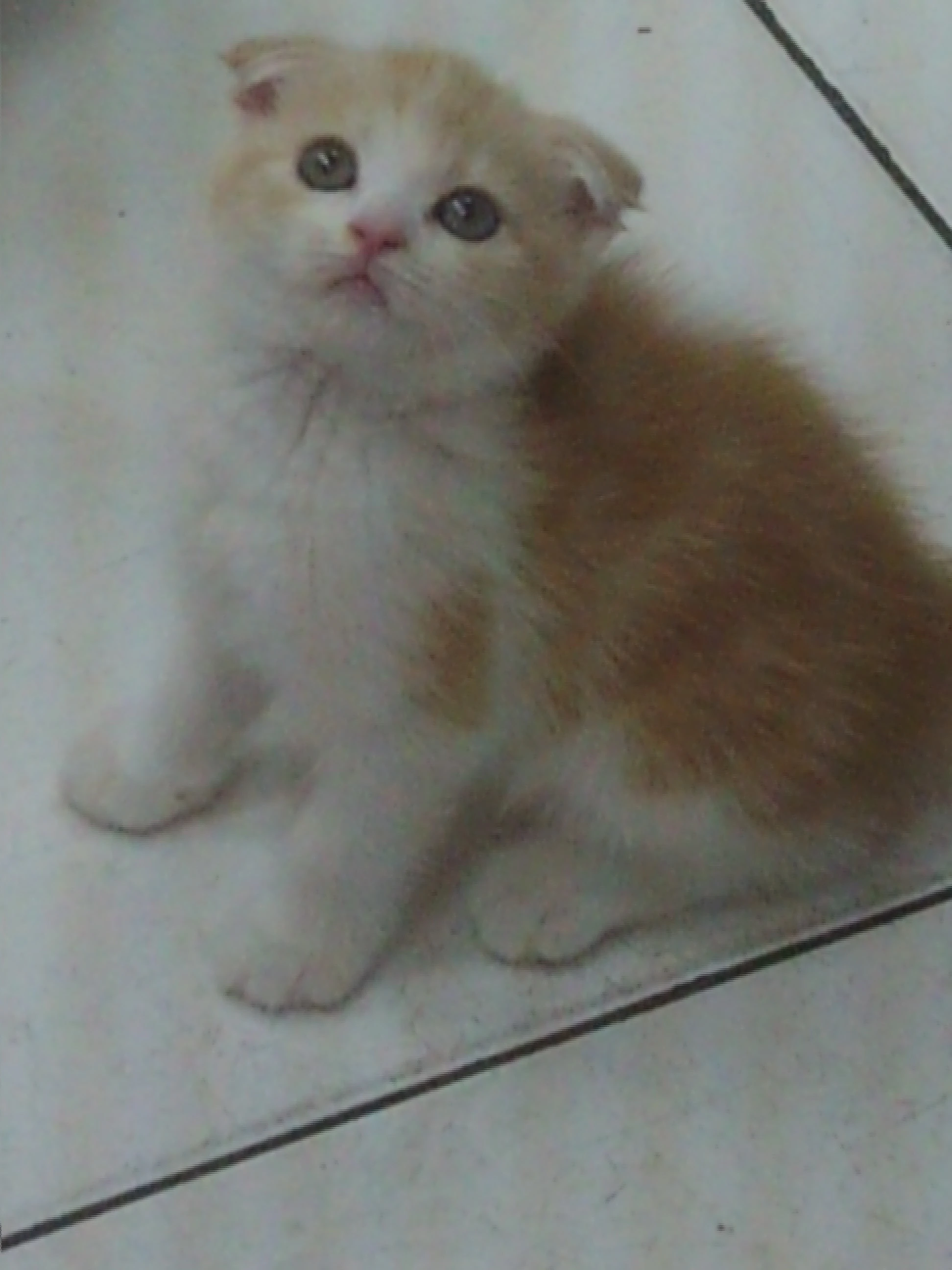 雪莉寵物美容店