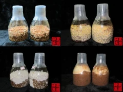 神農真菌-特選優質菌種