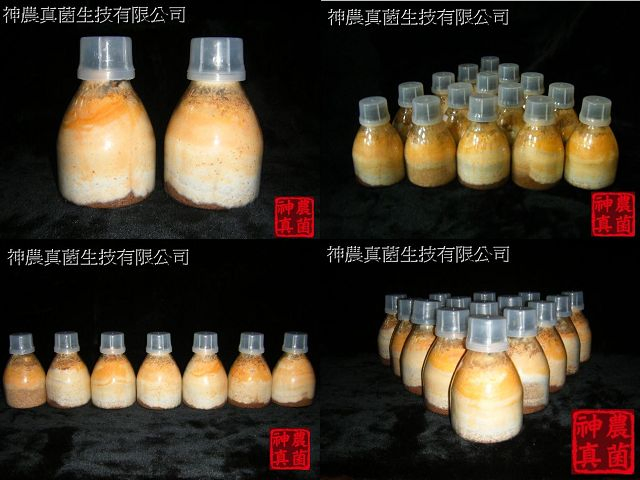 神農真菌-特選優質菌種