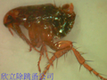 寵物貓狗鼠-也會帶來跳蚤問題