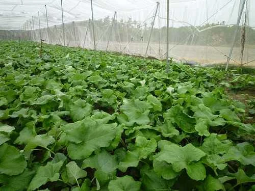 大力蔘有機牛蒡田實景