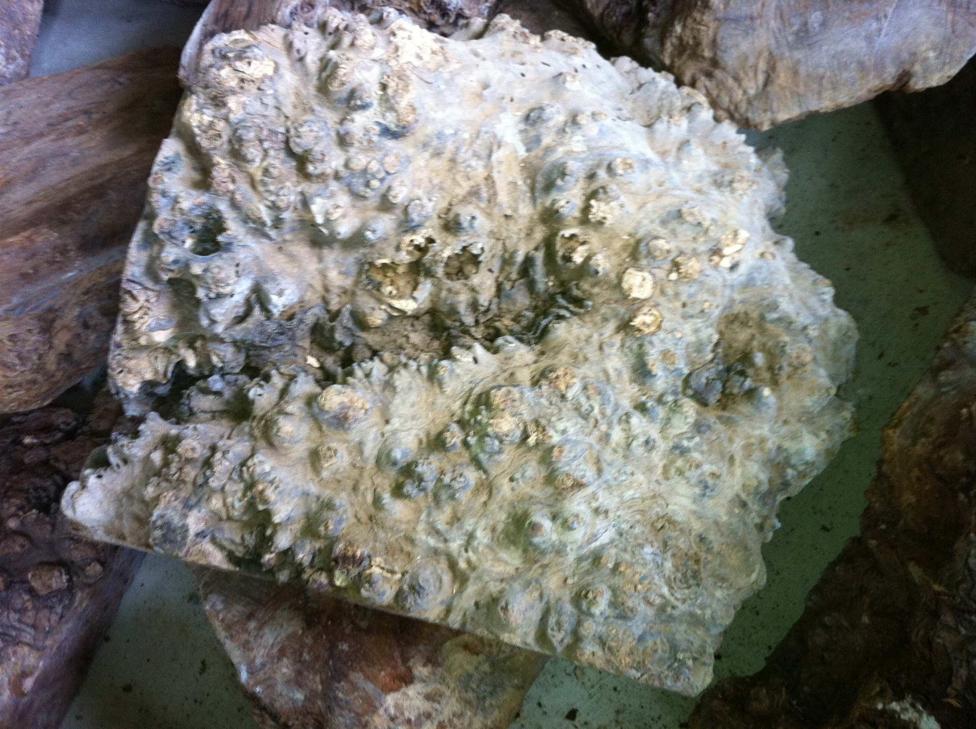 硯台木 萬年神木結精成樹榴 ,  ( 原物料 )