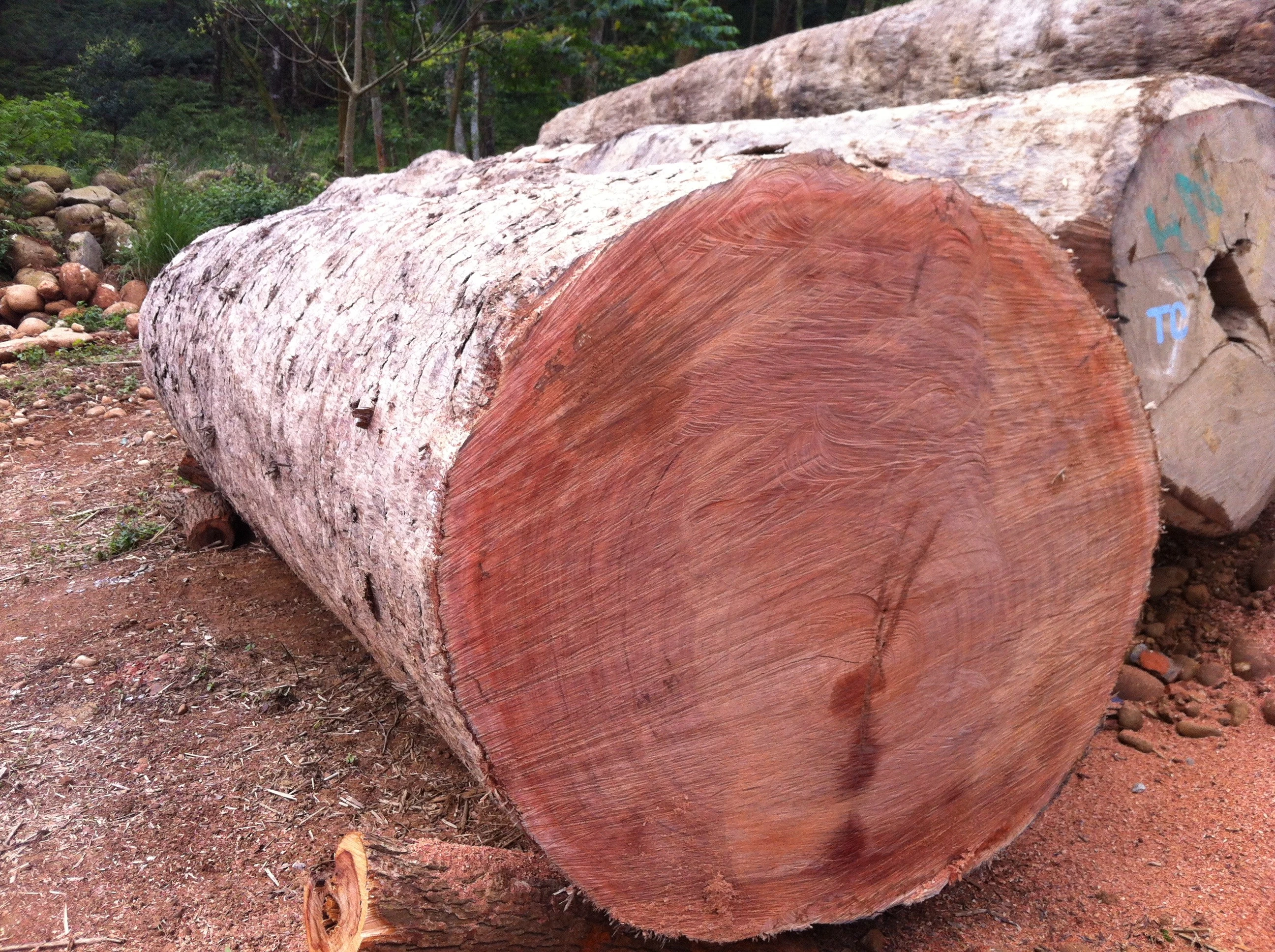 桃花心木.直徑100~130cm 0933458201