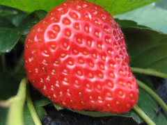 紅咚咚的大草莓