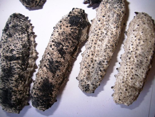 墨西哥野生海参刺參