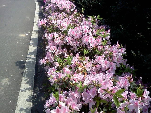 一米高可作圍籬