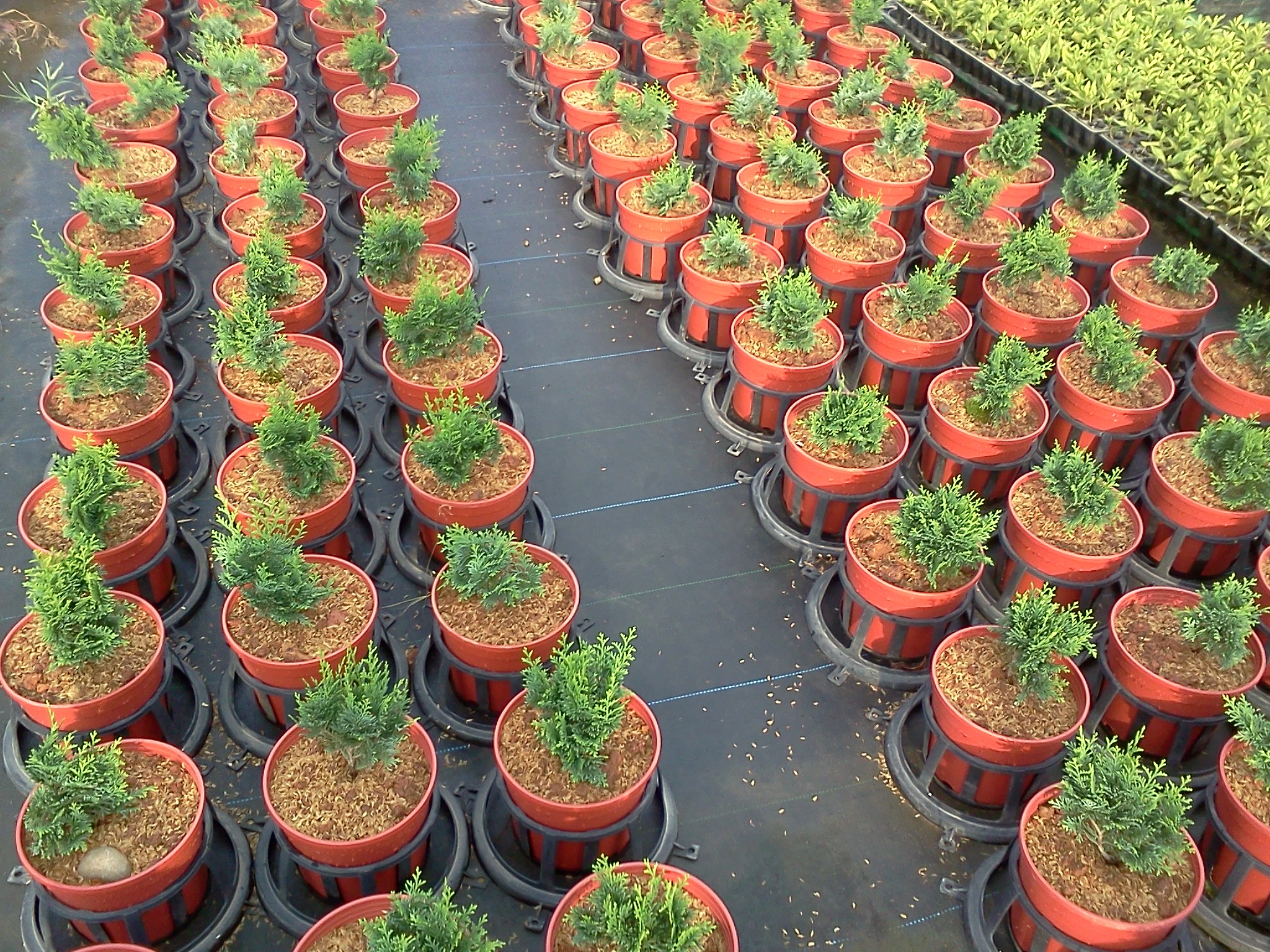 六吋盆購買數量需20盆以上