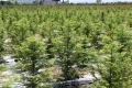 水杉苗、赤松苗