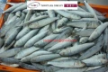 沙丁魚(下雜魚)(魚餌)現貨供應