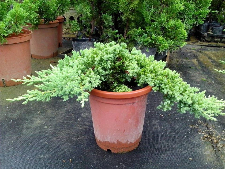 約20~30公分,高腳盆