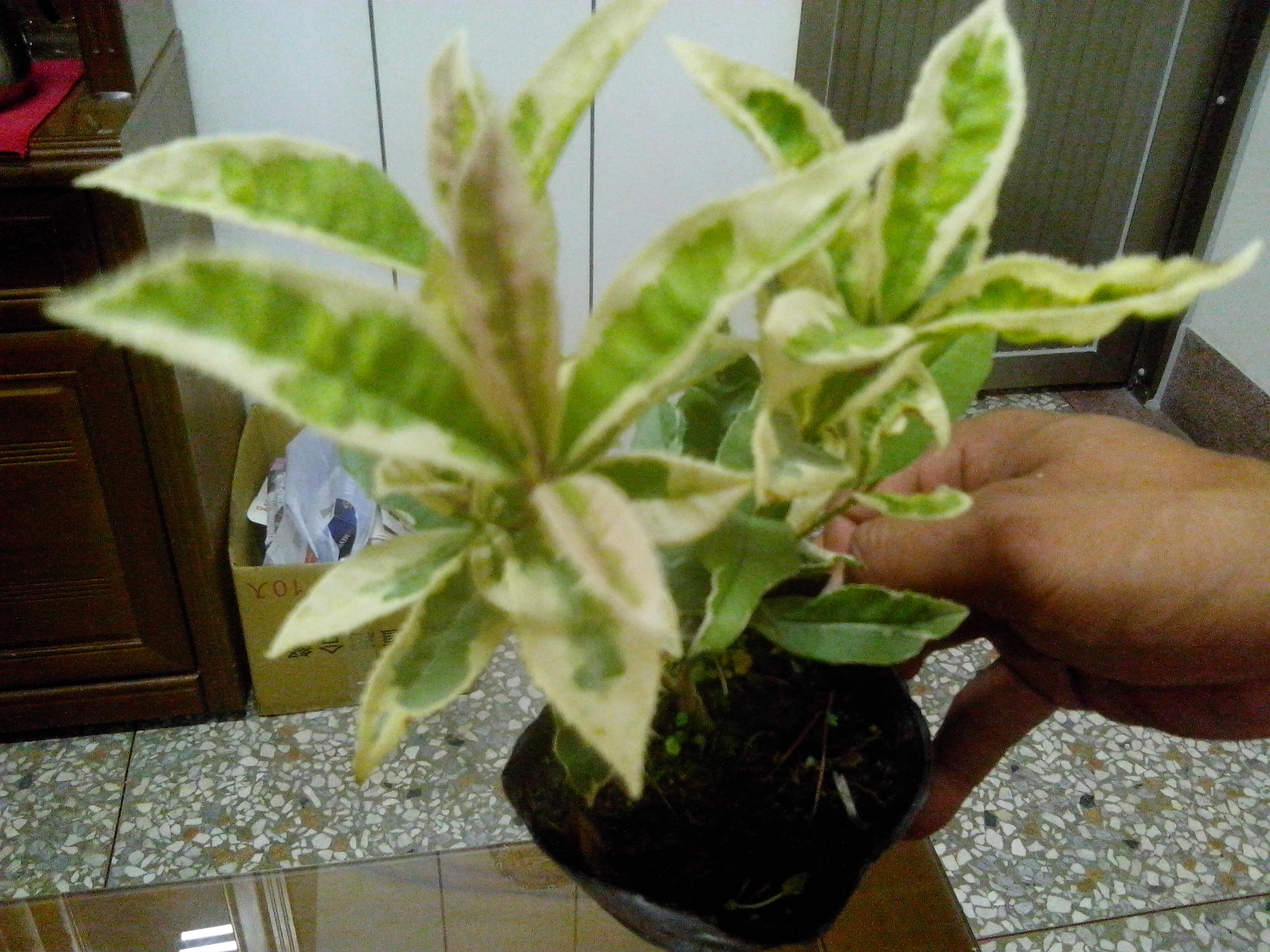 成熟葉中間綠，邊緣白色