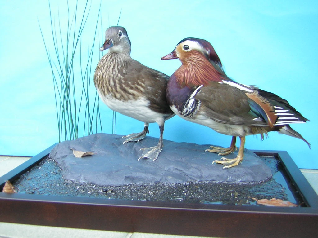 鴛鴦標本0911985836