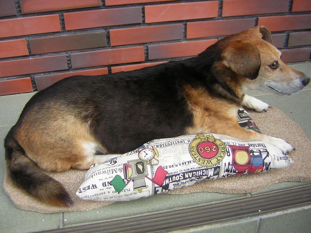 寵物標本(嘟嘟)0911985836