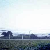 防鳥網防止鳥的網子農用防鳥網防鳥網廠商防鳥網哪裡買