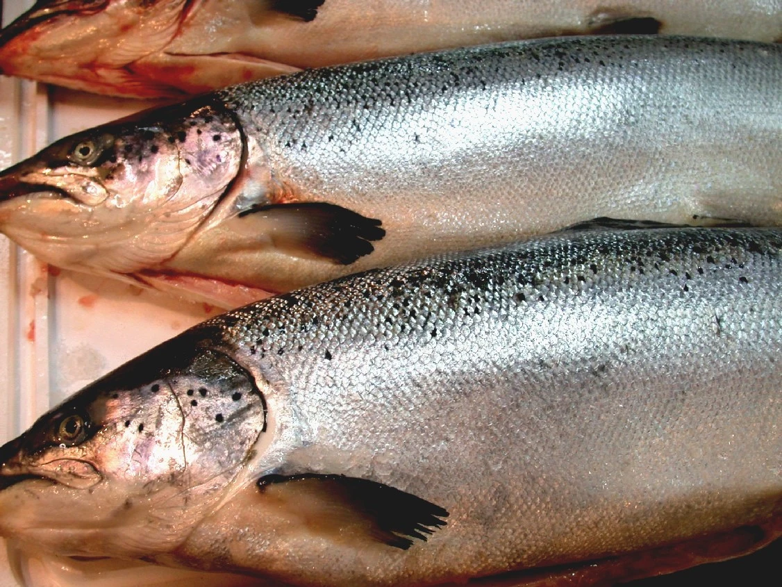 挪威冰鮮空運鮭魚