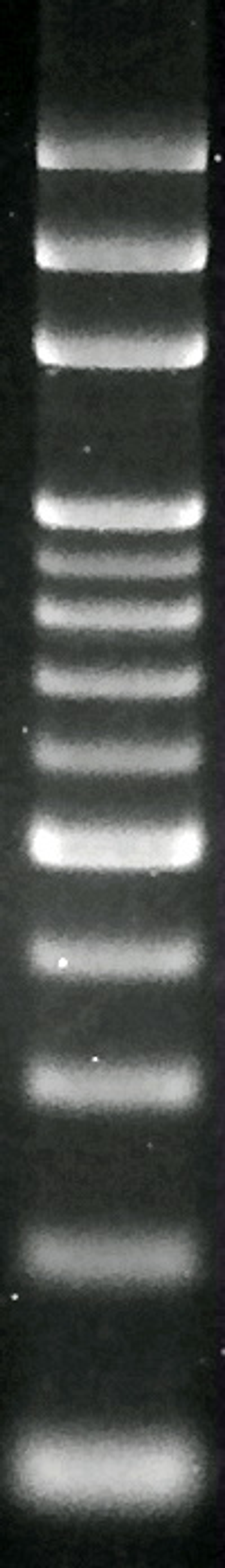100 bp DNA Ladder Marker