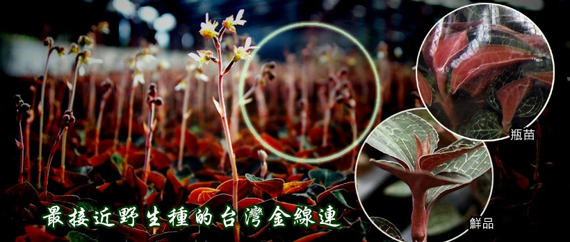 原生種台灣金線連(金線蓮)