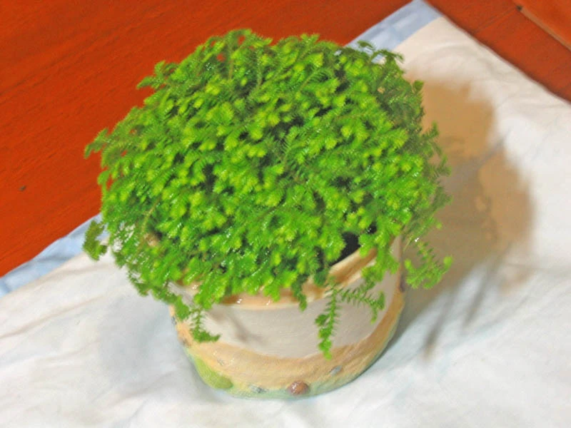 華特資訊有限公司